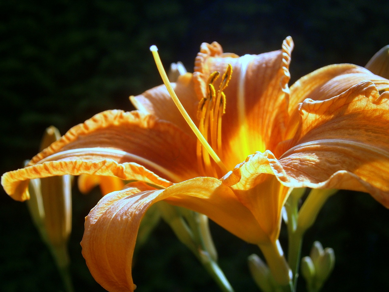 lily lilies lilium free photo