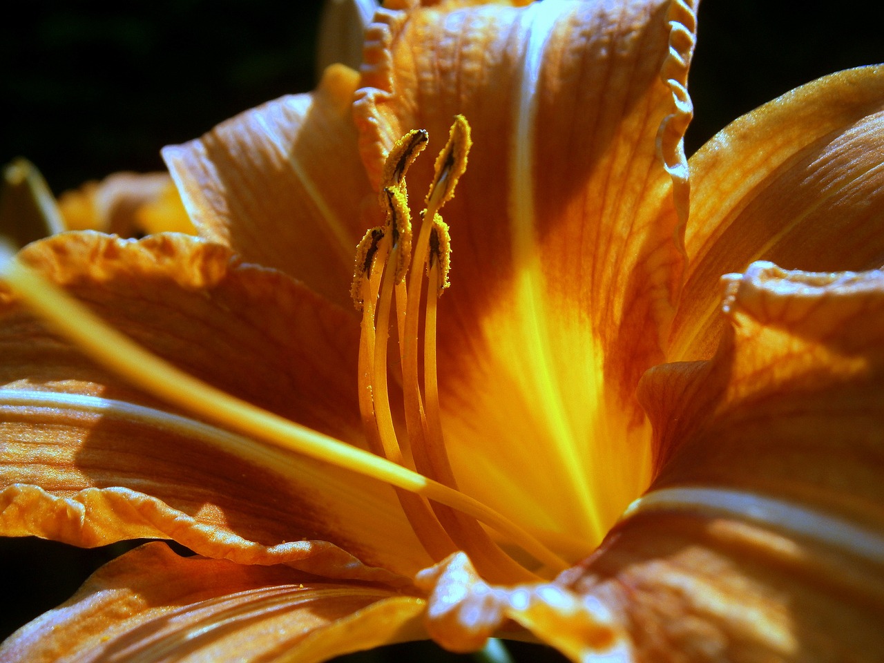 lily lilies lilium free photo