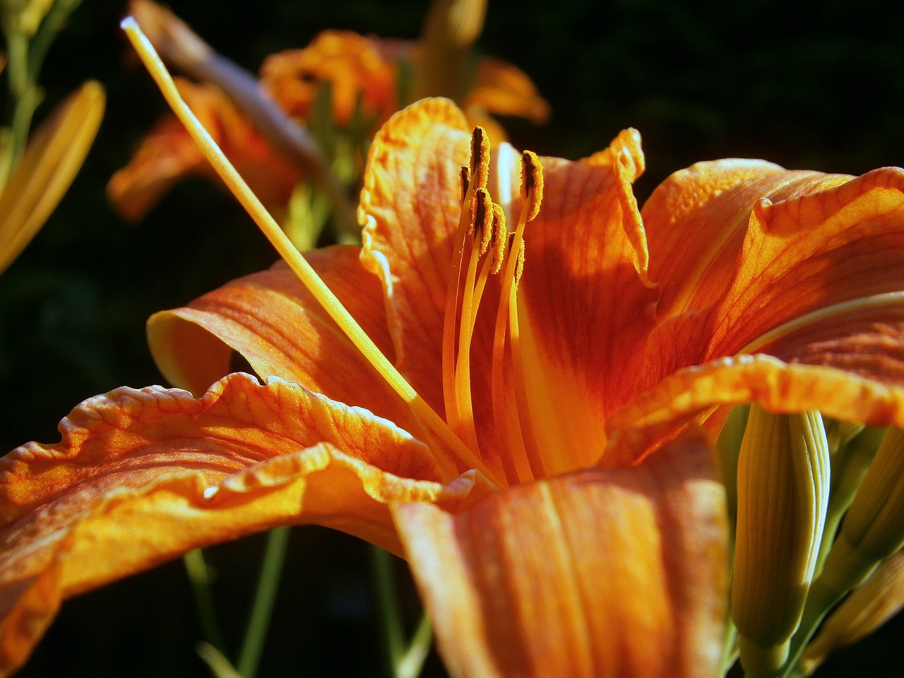 lily lilies lilium free photo