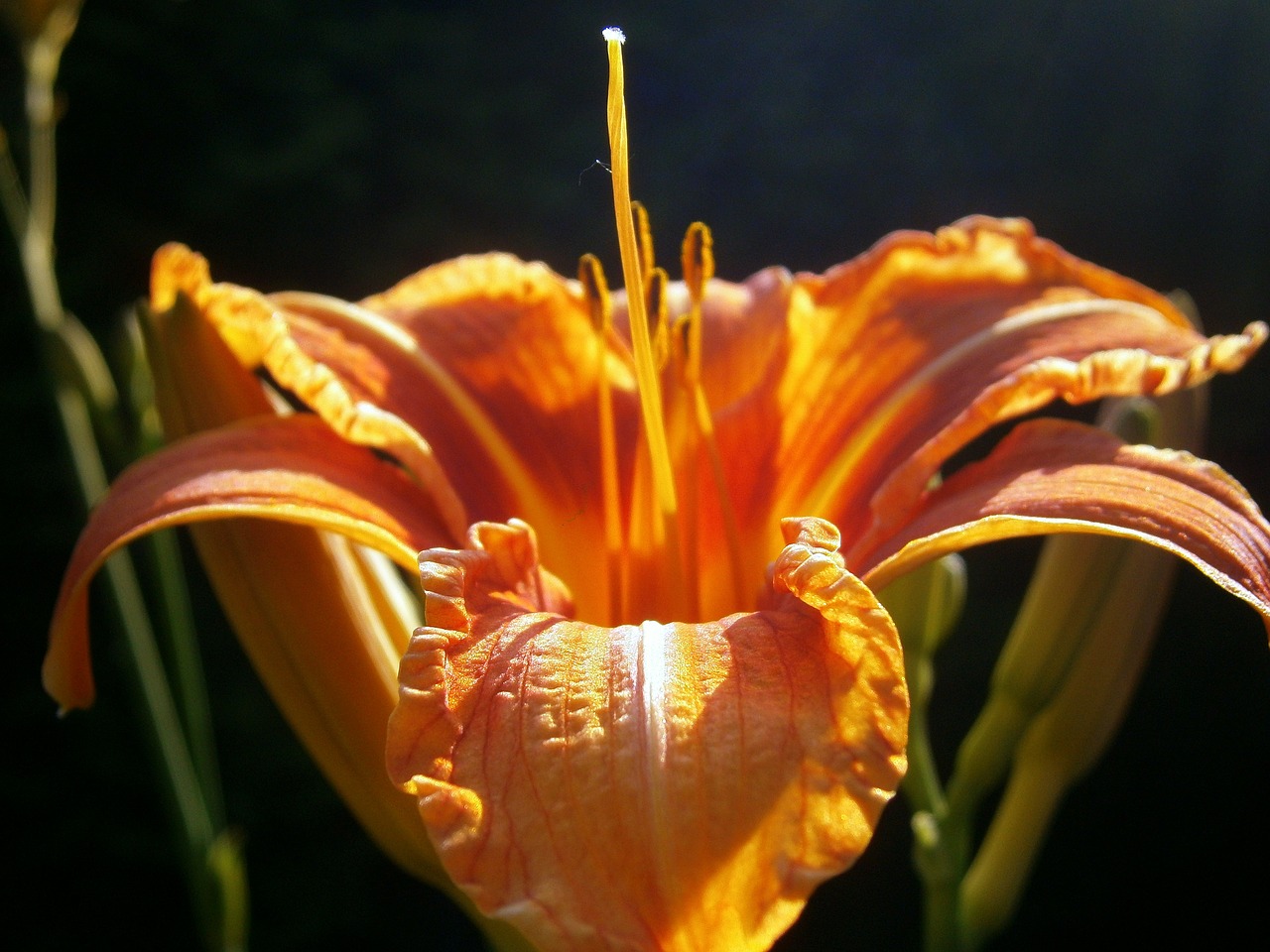 lily lilies lilium free photo