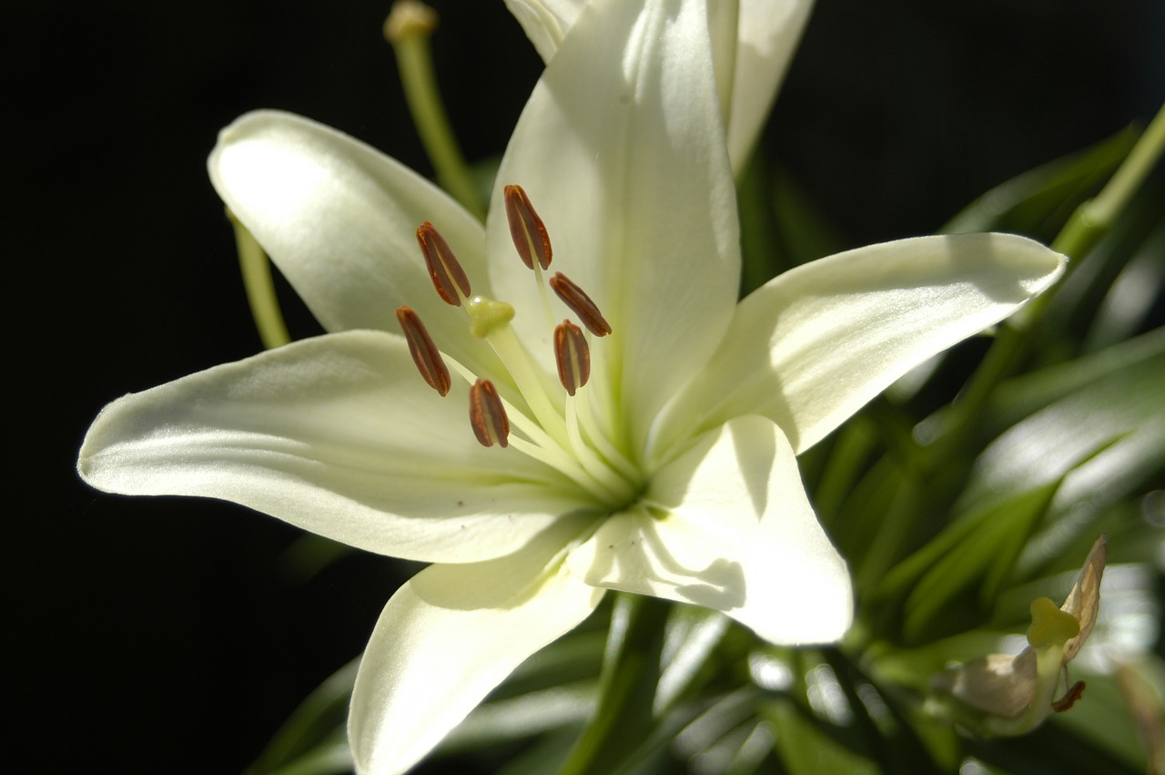 lily  flower  nature free photo