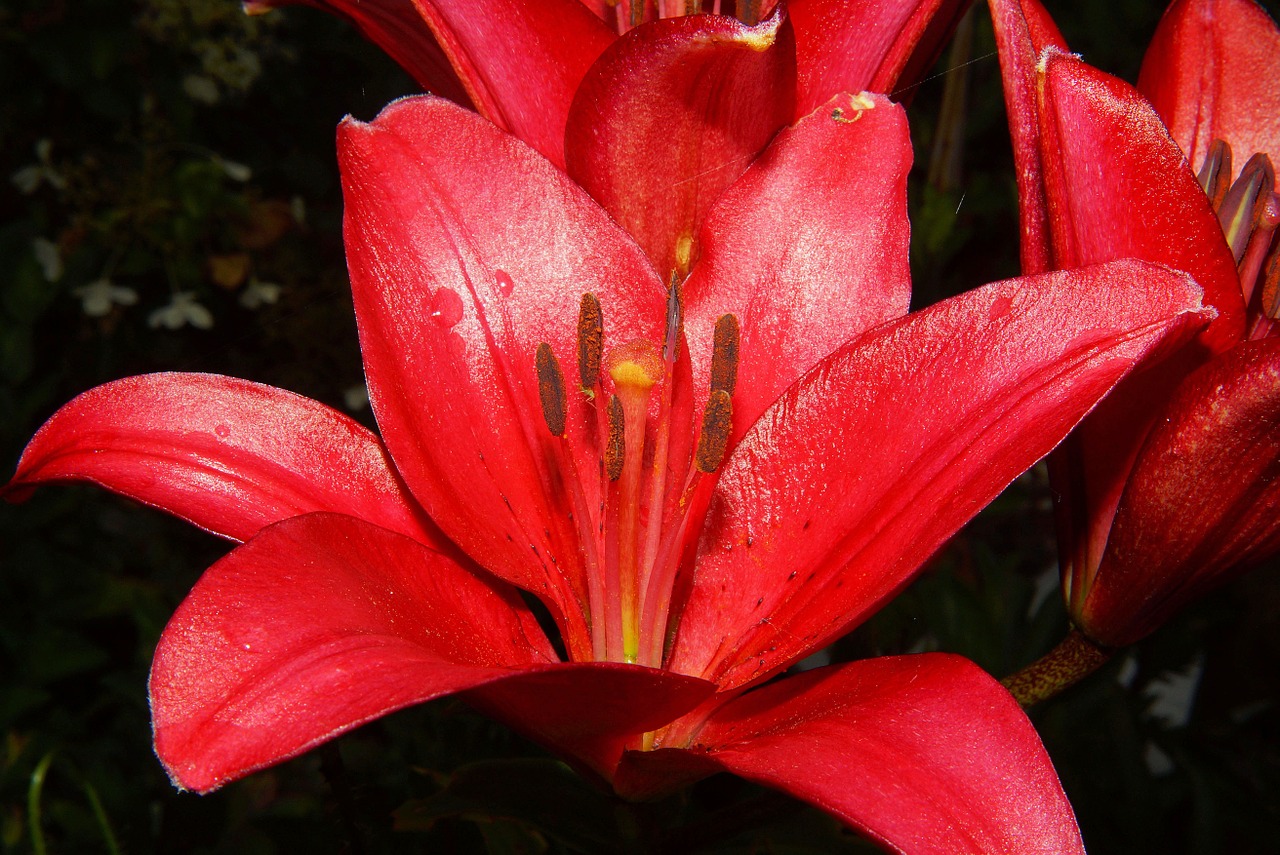 lily blossom bloom free photo