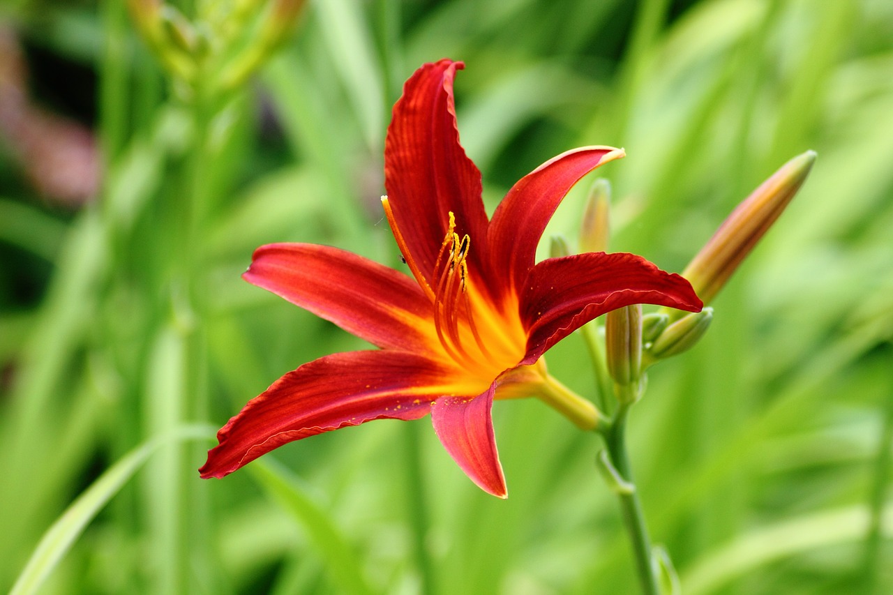 lily flower colorful free photo