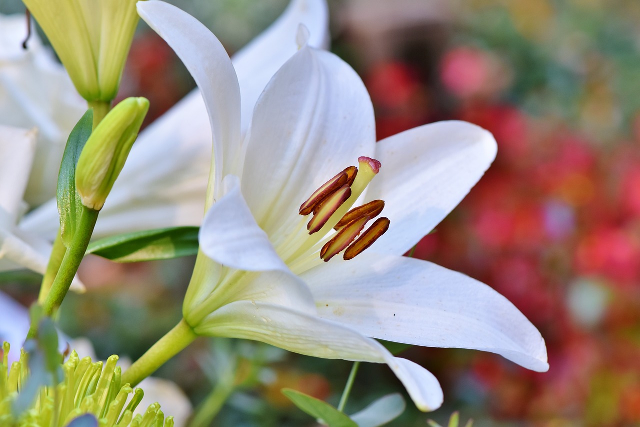 lily  blossom  bloom free photo