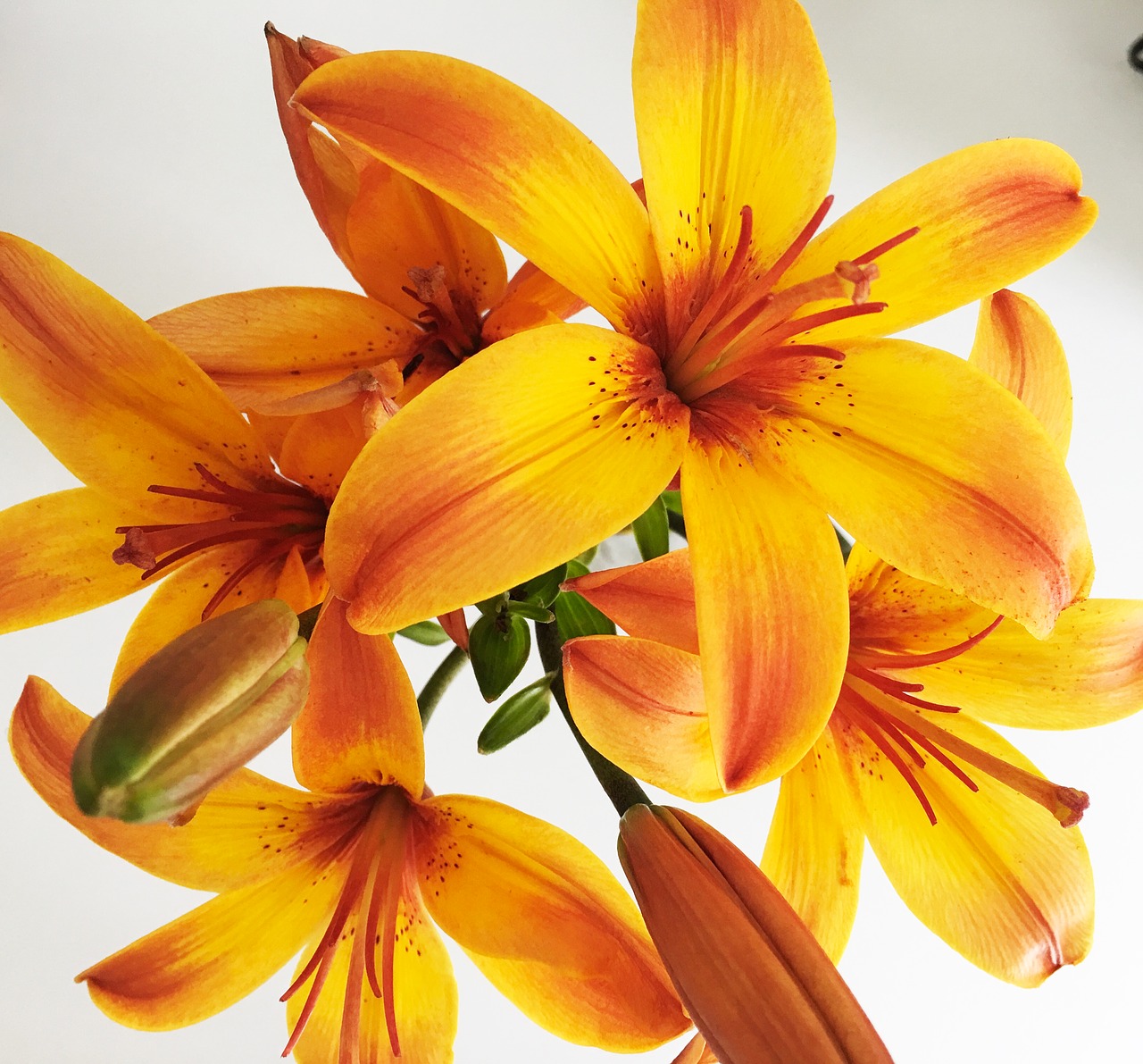 lily  flower  orange free photo