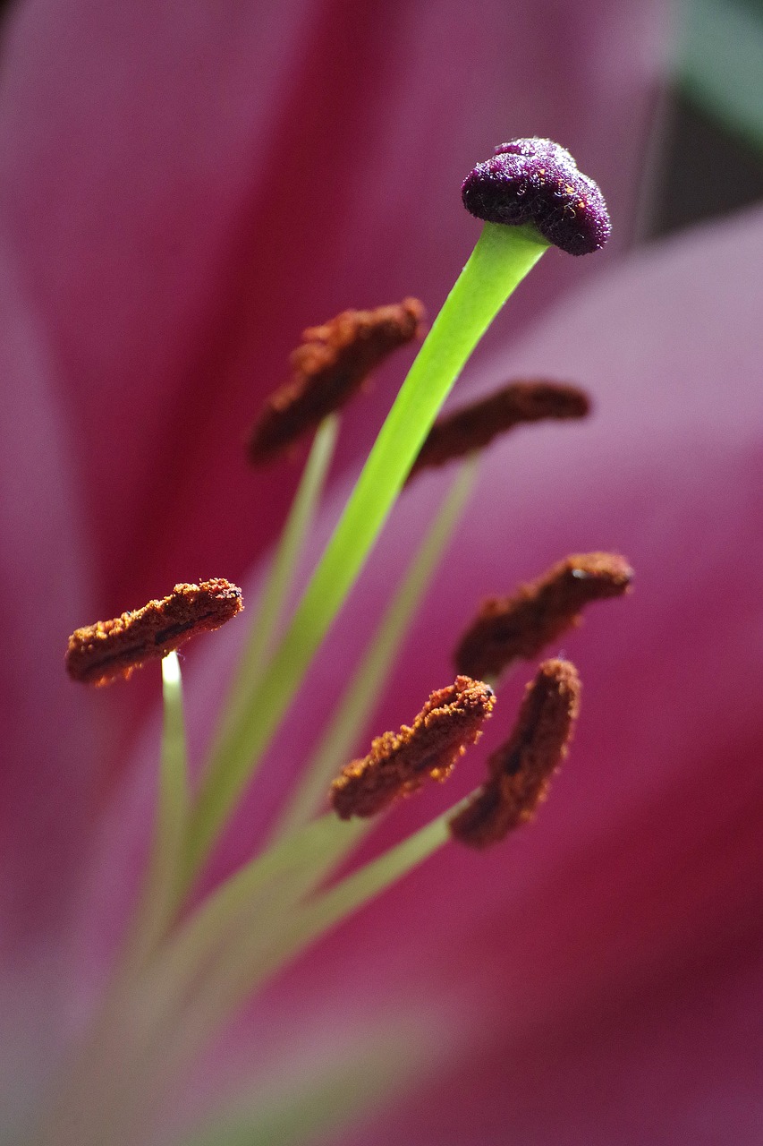 lily  flowers  pistil free photo