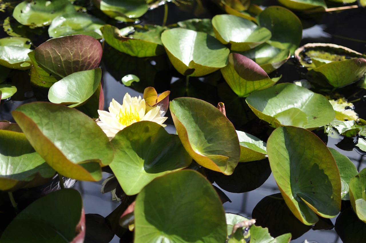 lily  white flowers  gun cotton free photo