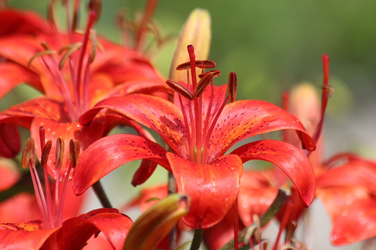 lily  red lily  flowers free photo