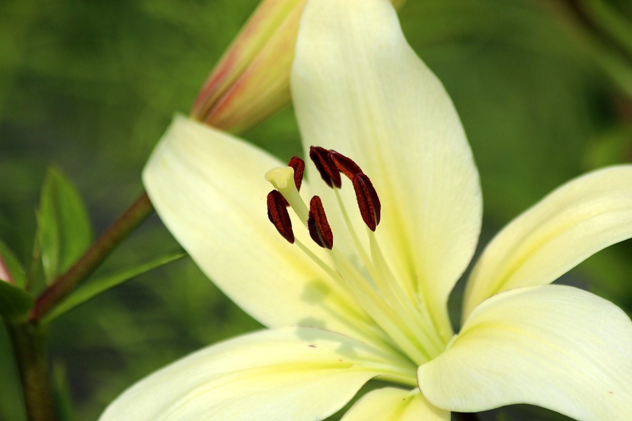 lily  flower  white lily free photo