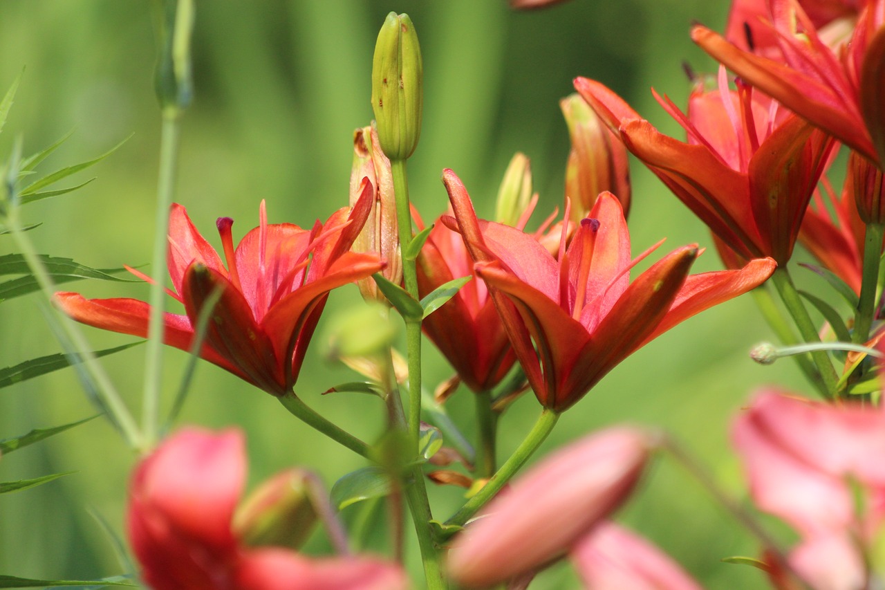 lily  red lily  flowers free photo