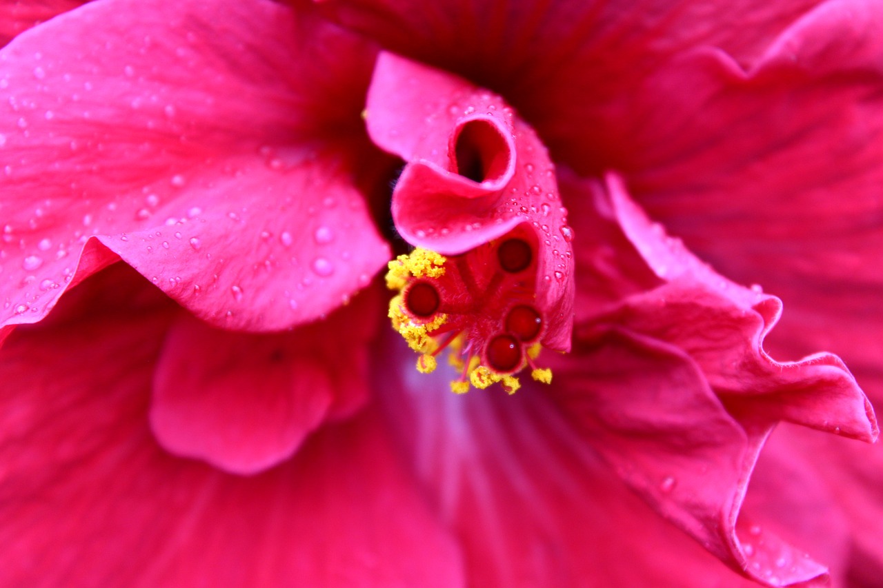 lily  flower  fuchsia free photo