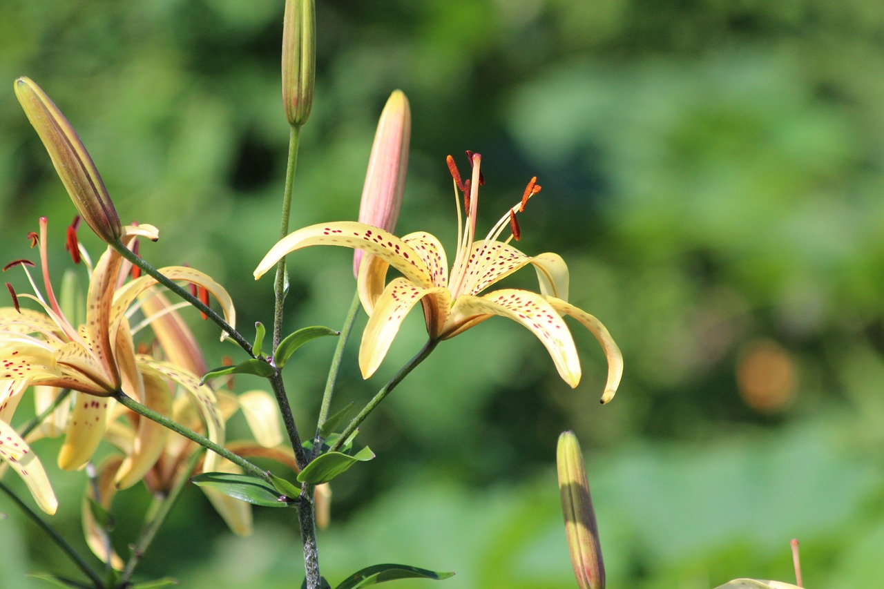 lily  nature  plant free photo