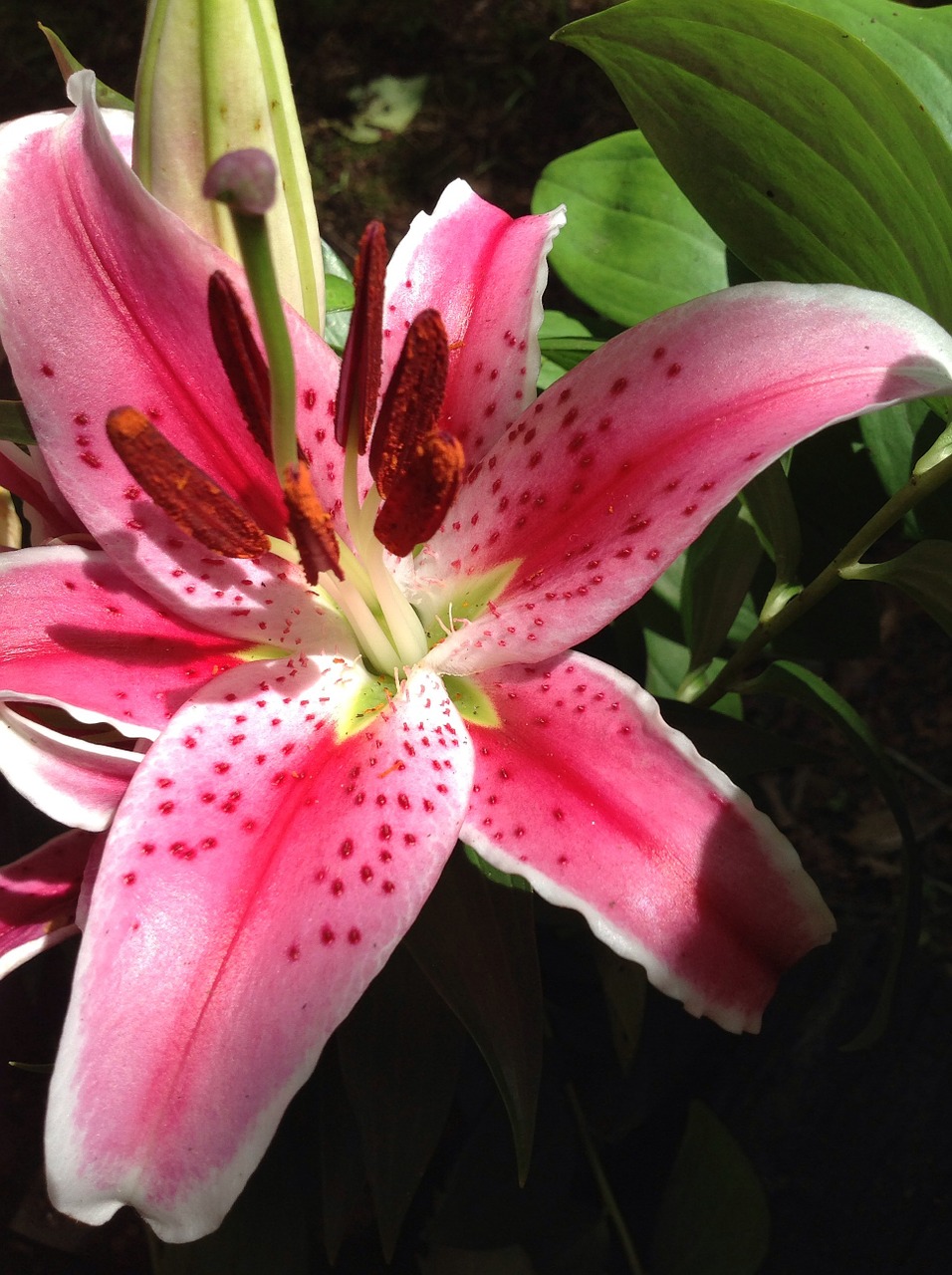 lily stargazer floral free photo