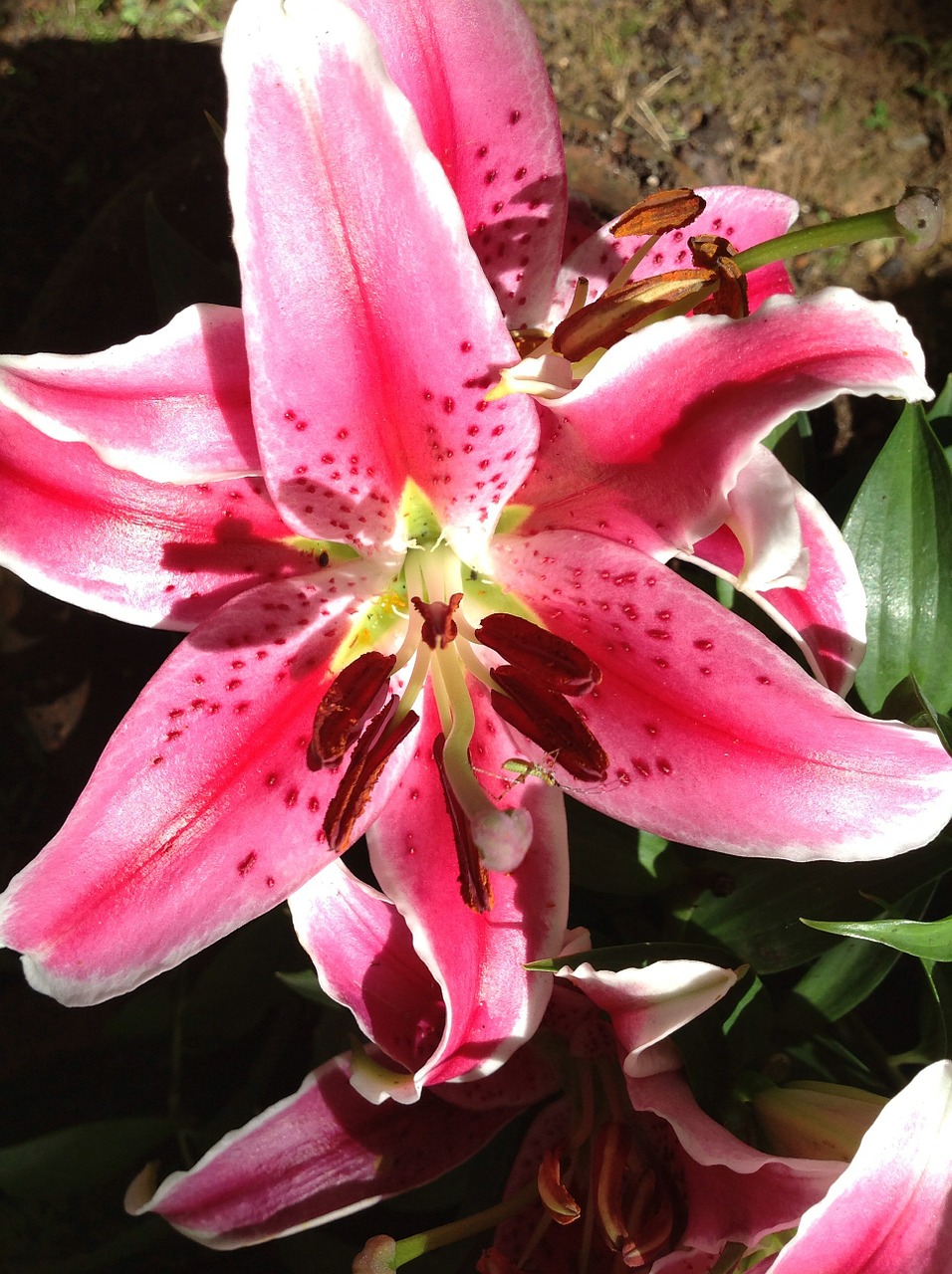 lily stargazer garden free photo