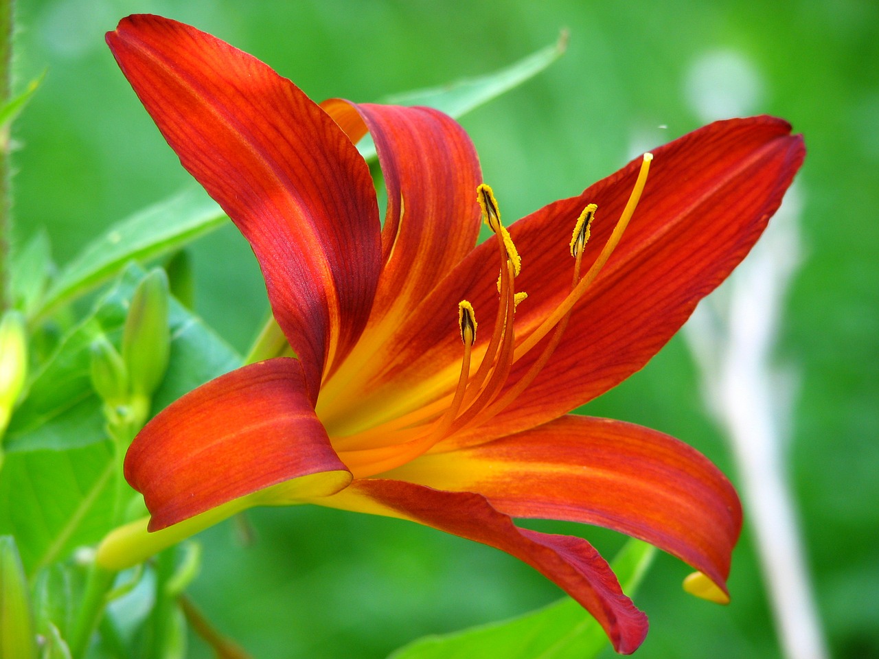 lily flower red free photo