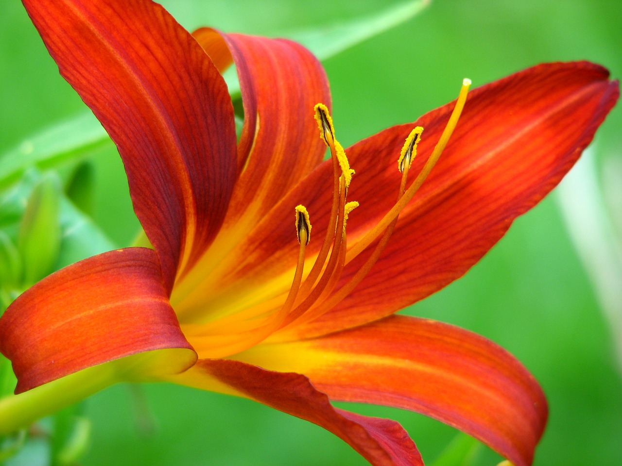 lily blossom bloom free photo