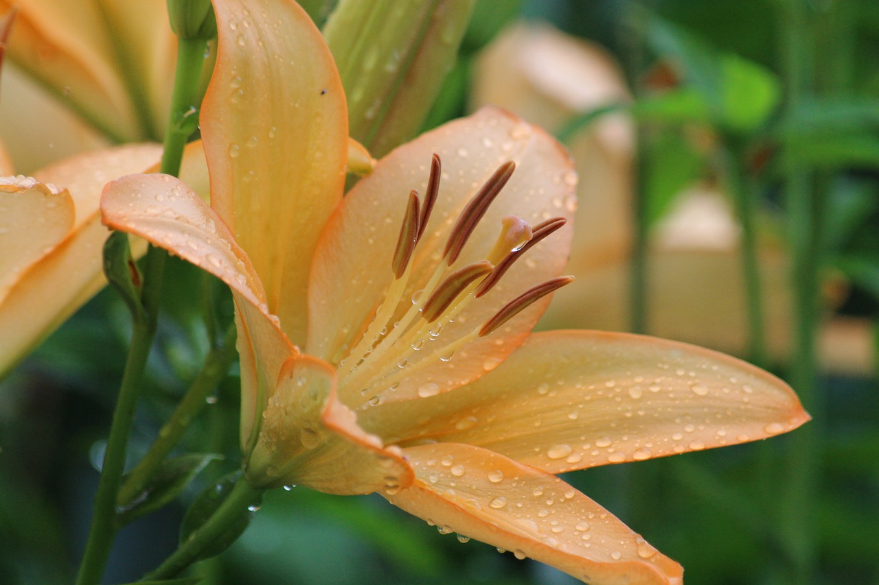 lily  closeup  rosa free photo