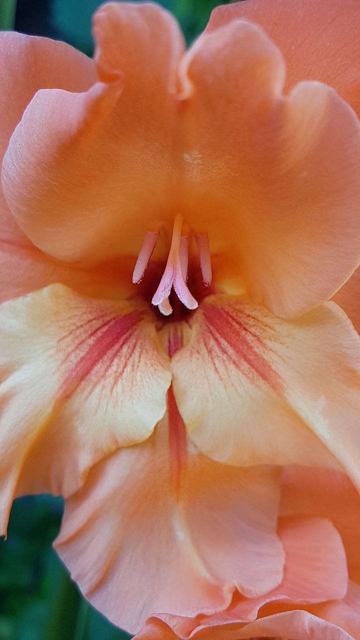 lily  garden  blossom free photo