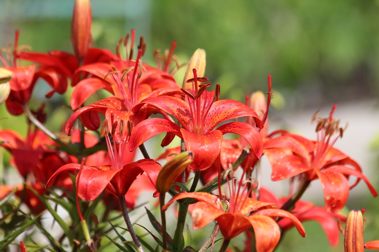 lily  red lily  flowers free photo