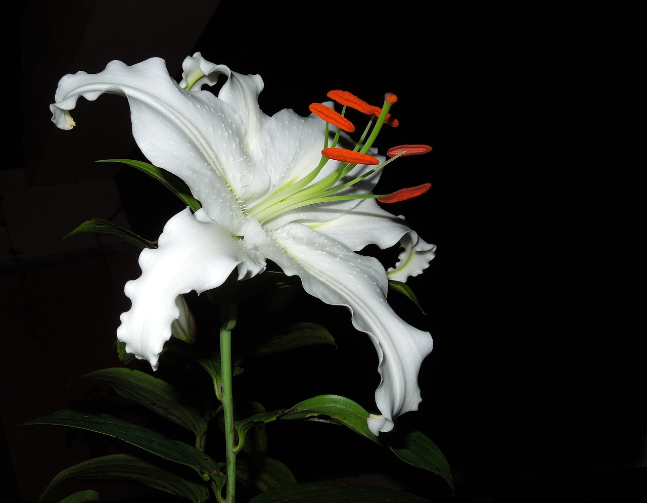 lily  flower  plant free photo