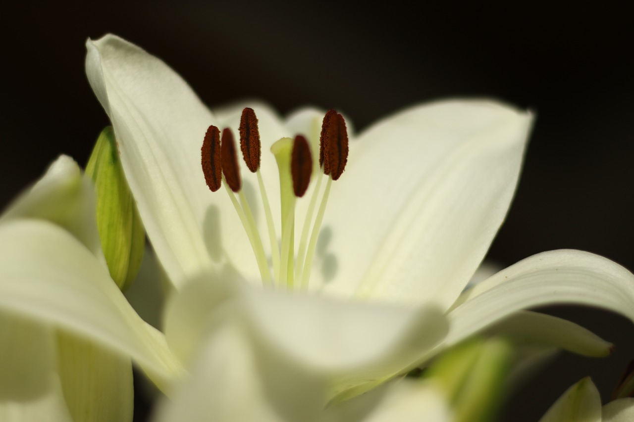 lily  flower  blossom free photo