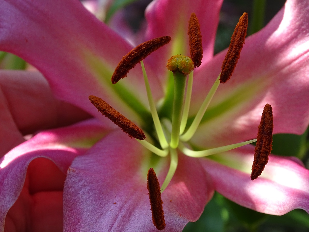 lily  blossom  bloom free photo