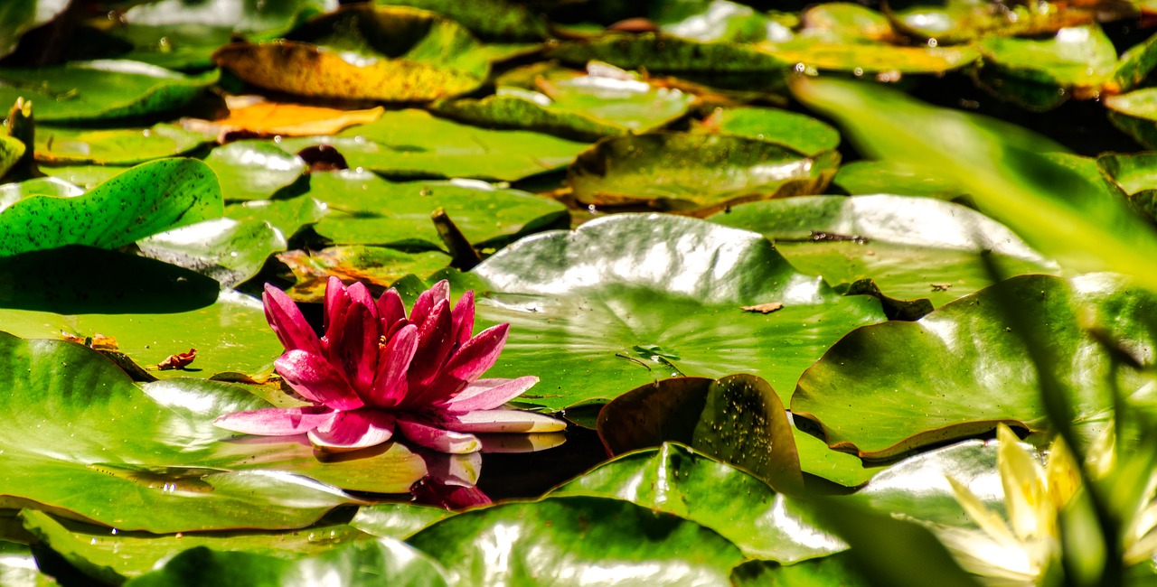 lily  waterlily  lotus free photo
