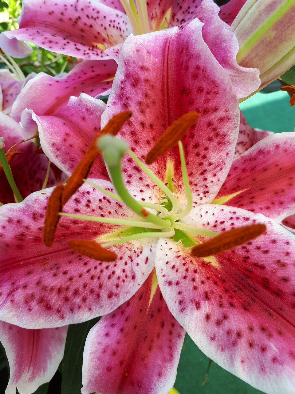 lily  summer  flower free photo