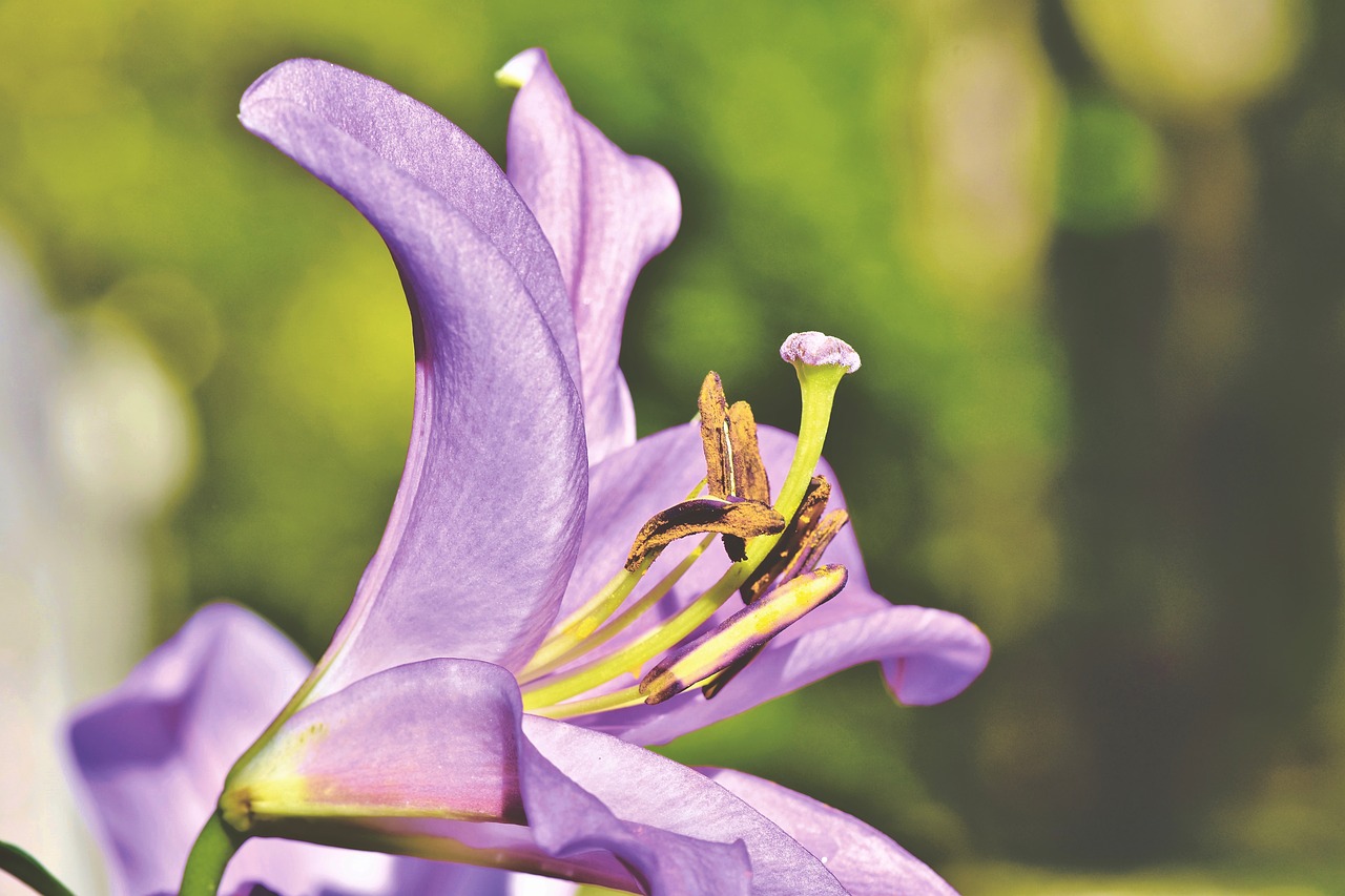 lily  blossom  bloom free photo