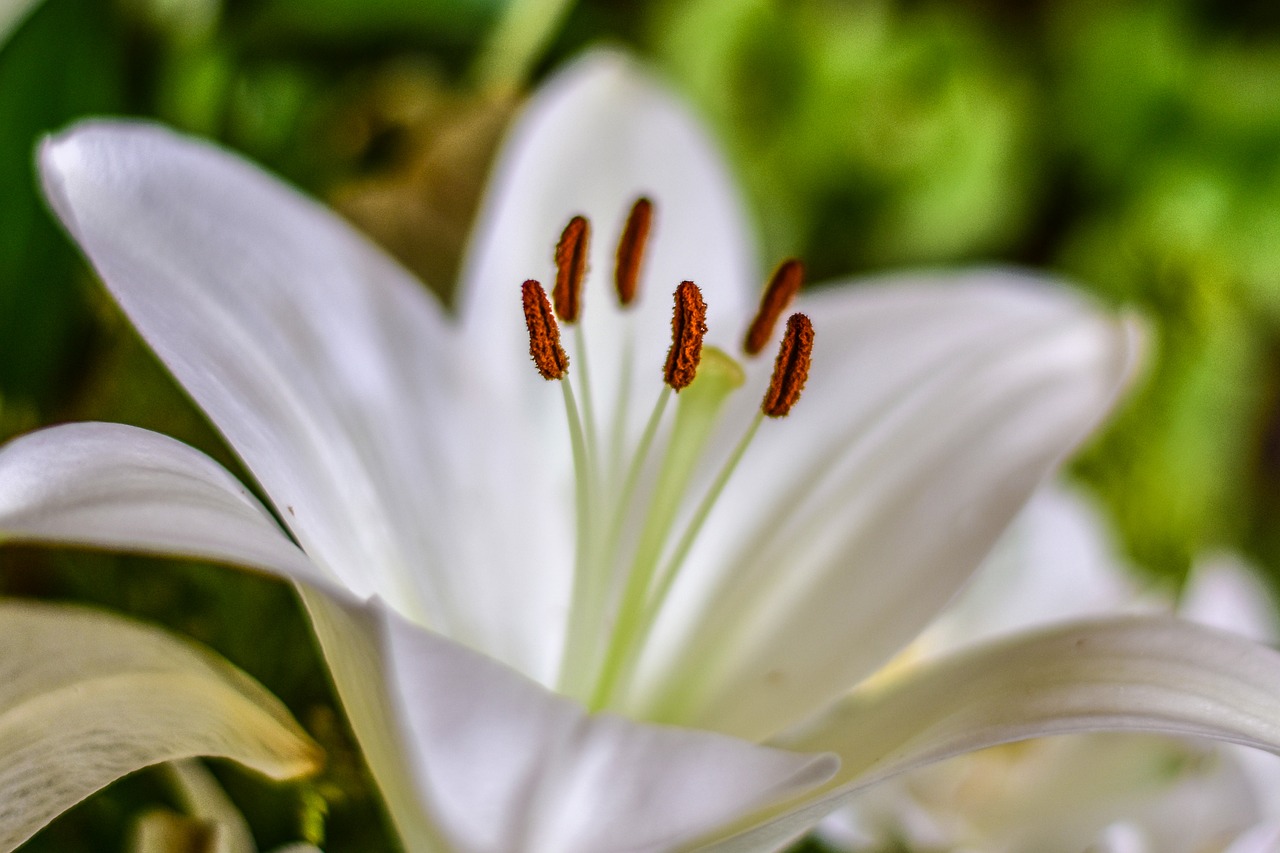 lily  cute flower  flower free photo