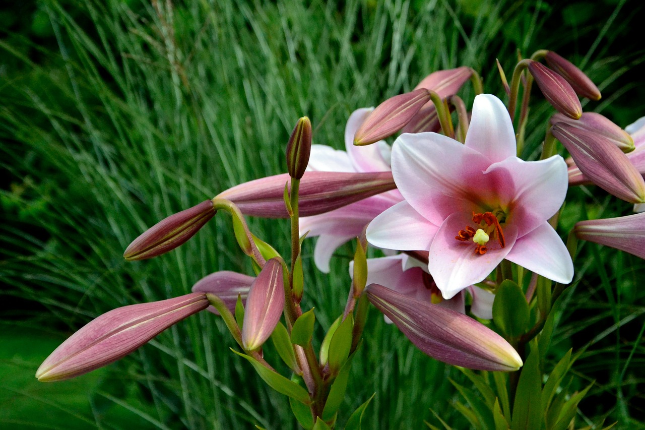 lily pink blossom free photo