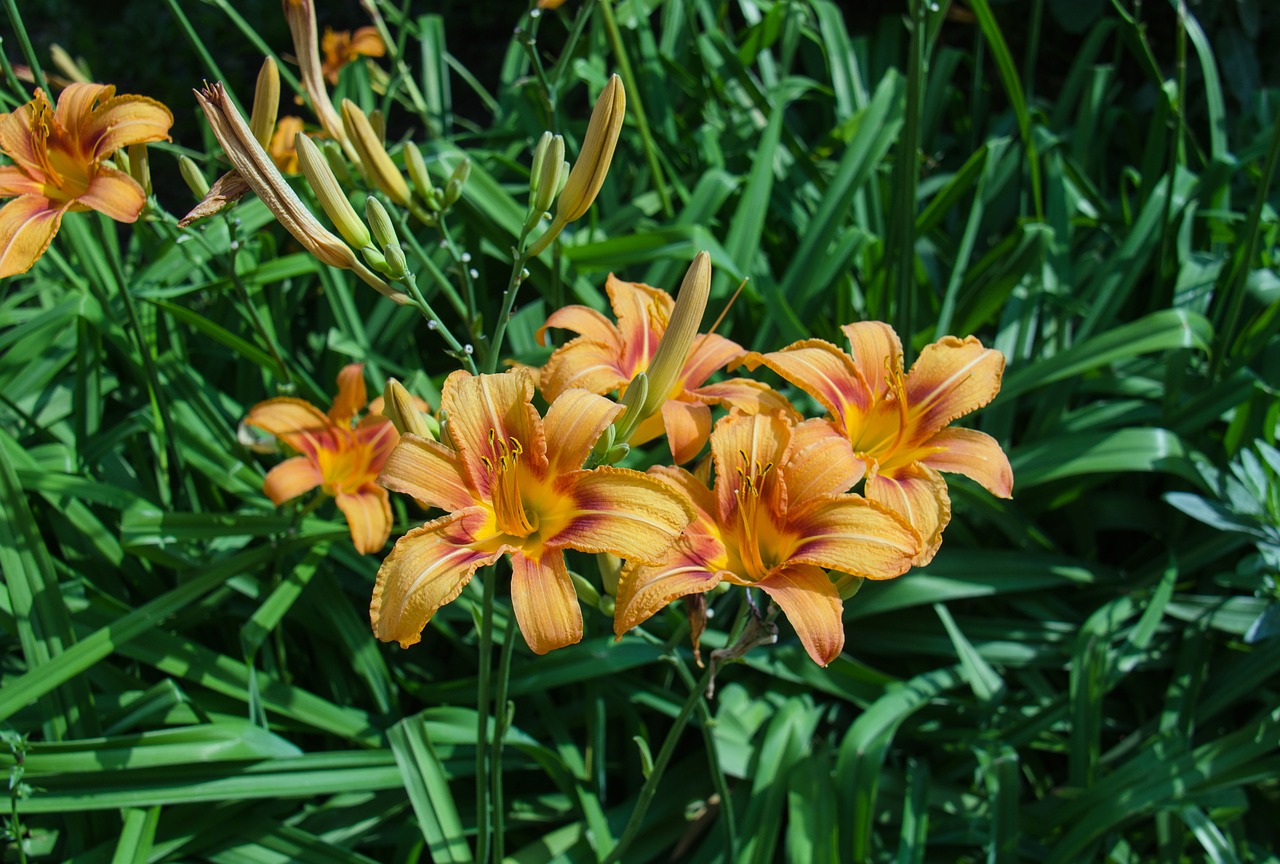 lily orange flowers free photo