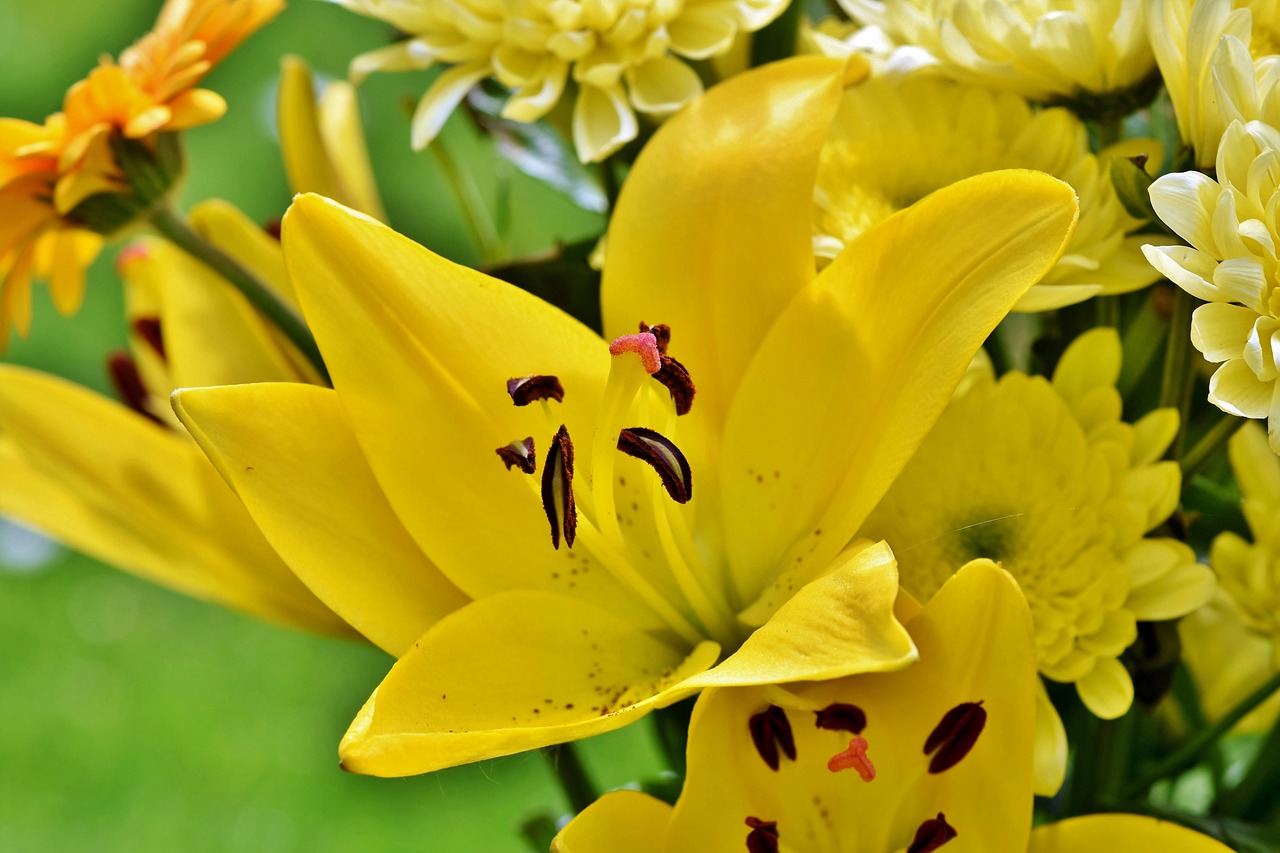 lily  blossom  bloom free photo