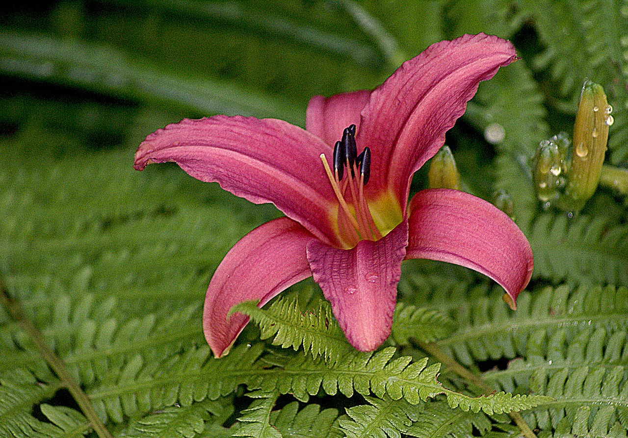 lily morning lily wigotna free photo