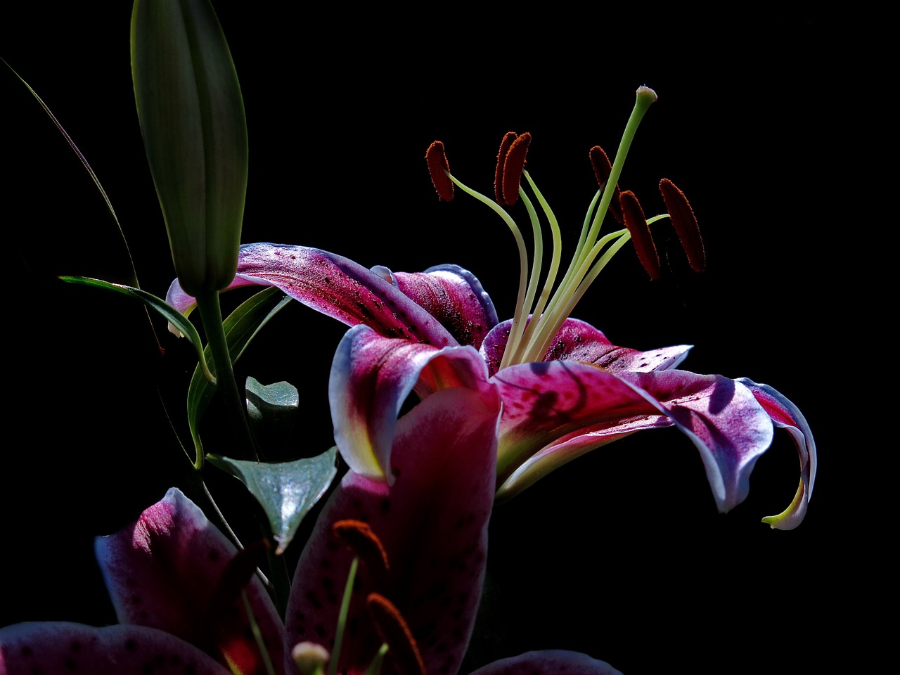 lily  stargazer  oriental lily free photo