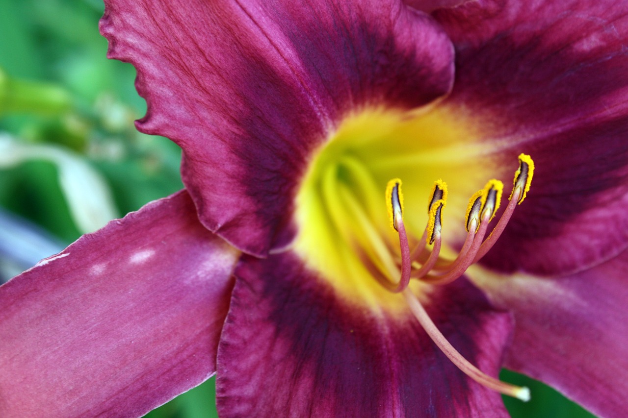 lily  flower  bloom free photo