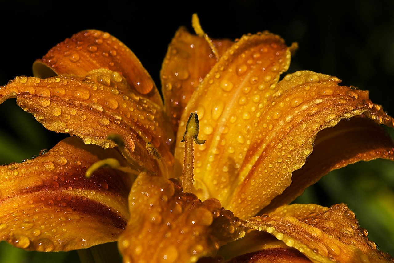 lily daylily flower free photo
