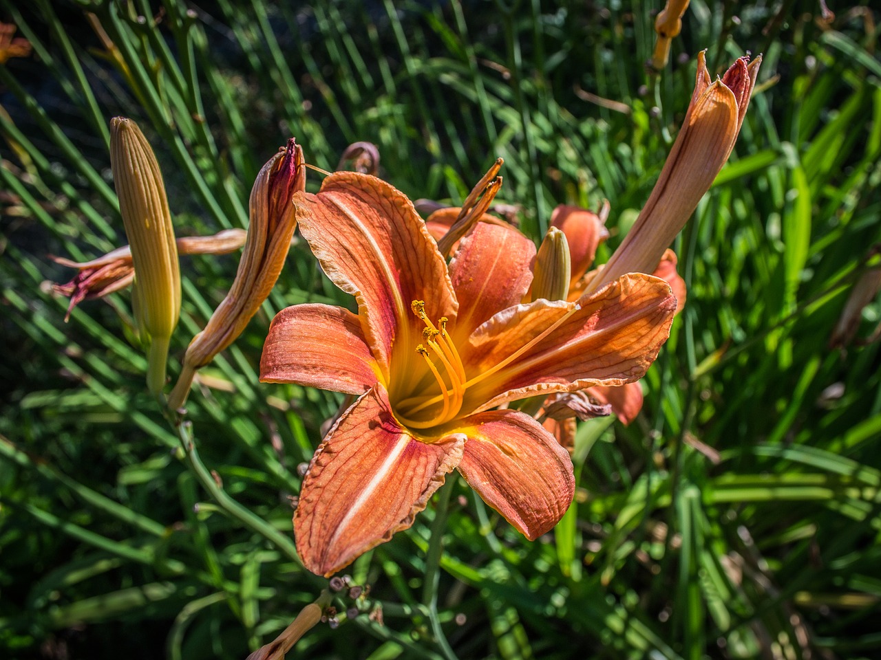 lily  flower  garden free photo