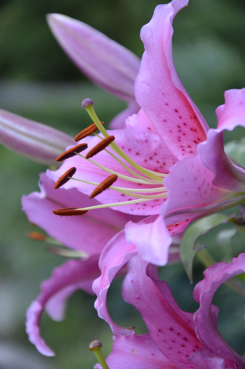 lily  pink  flowers free photo