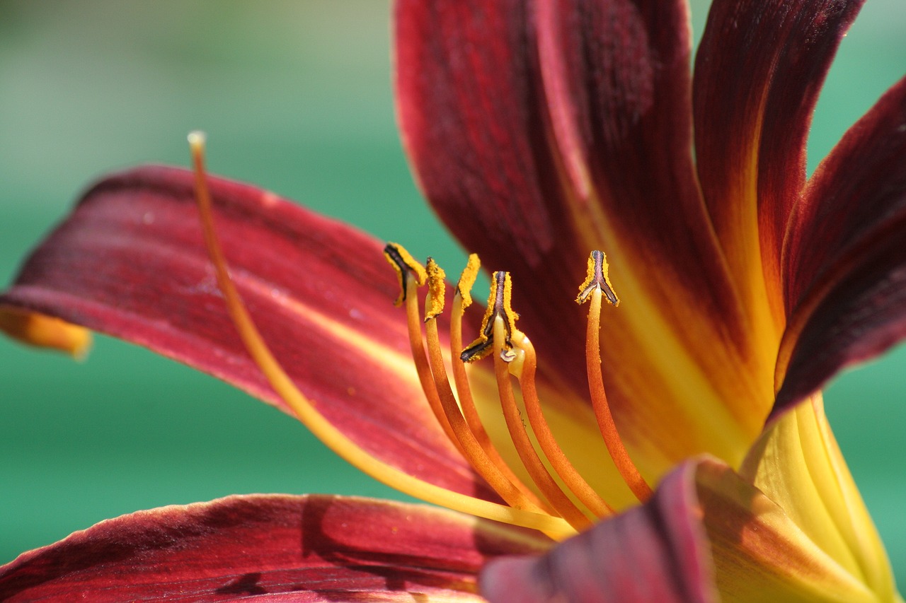 lily  blossom  bloom free photo