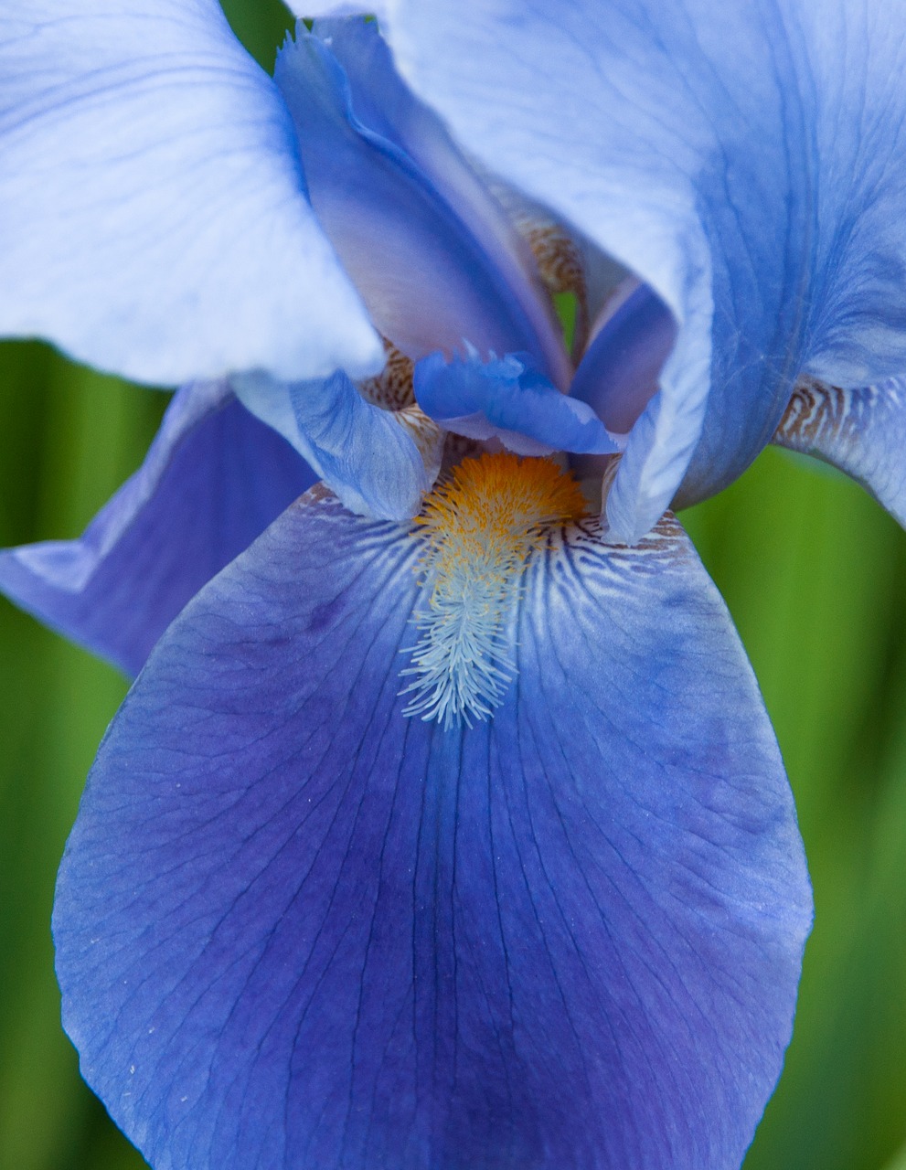 lily  iris  flower free photo
