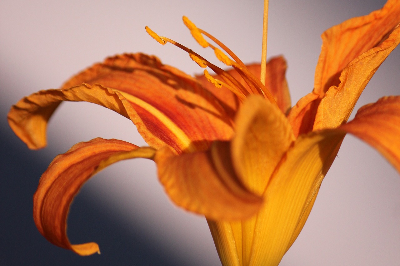 lily  yellow  orange free photo