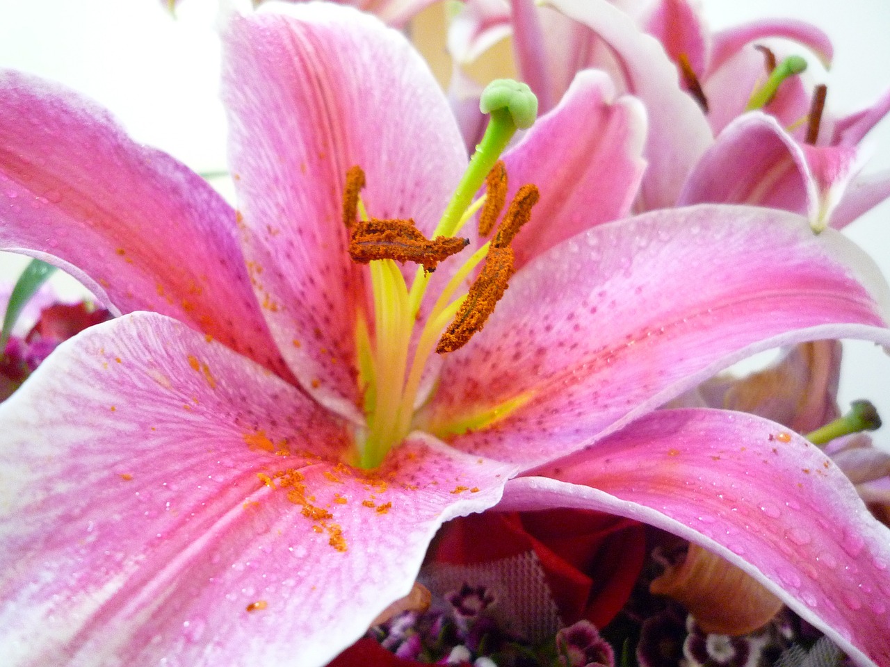 lily flower daylily free photo