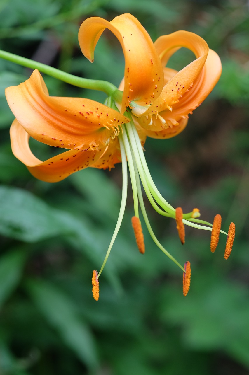 lily  lilium  orange free photo