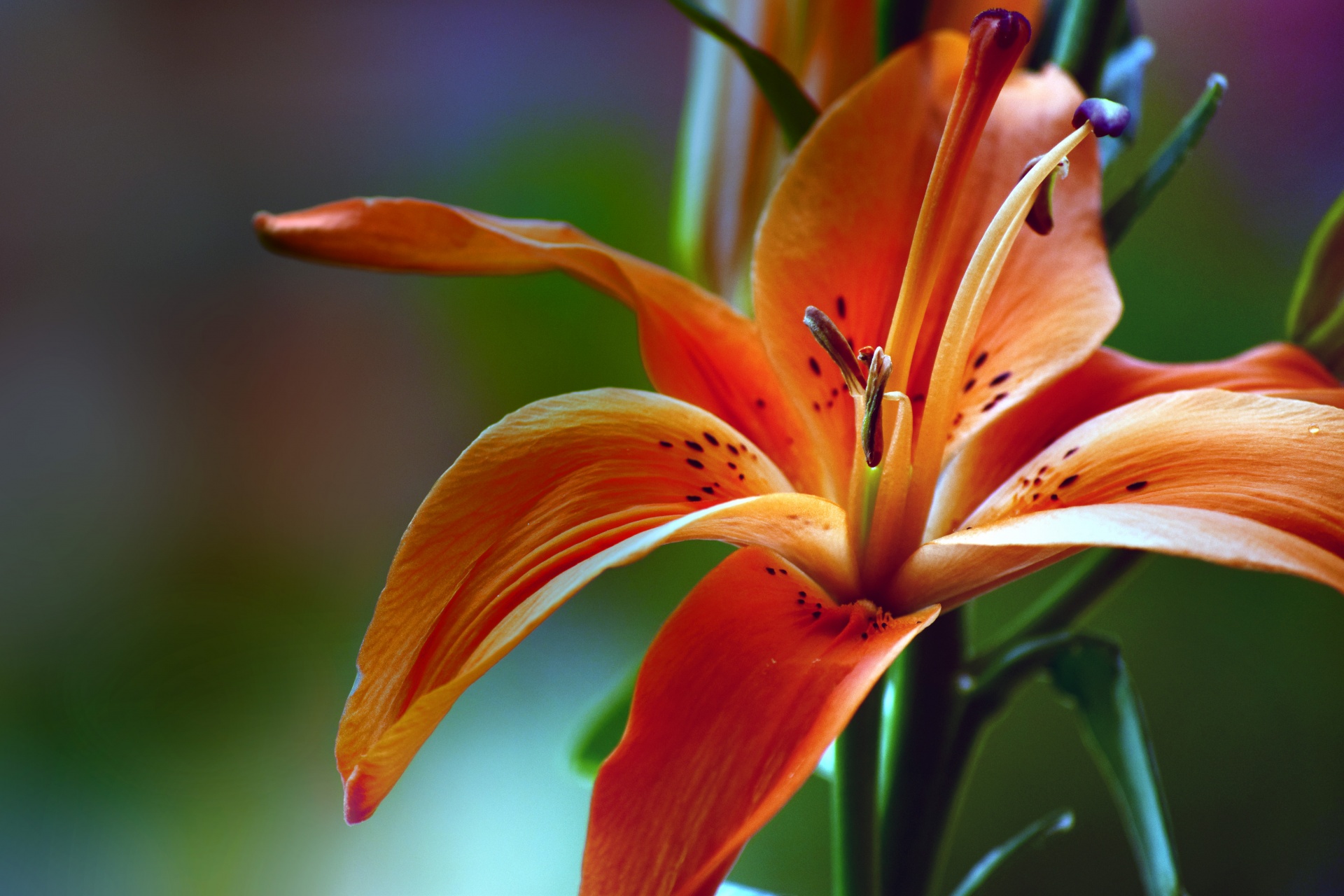 lily flower nature free photo