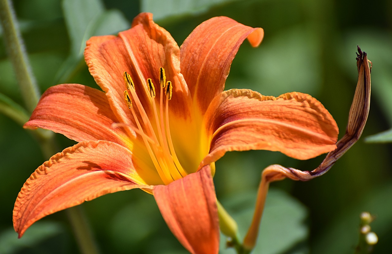 lily  flowers  early free photo