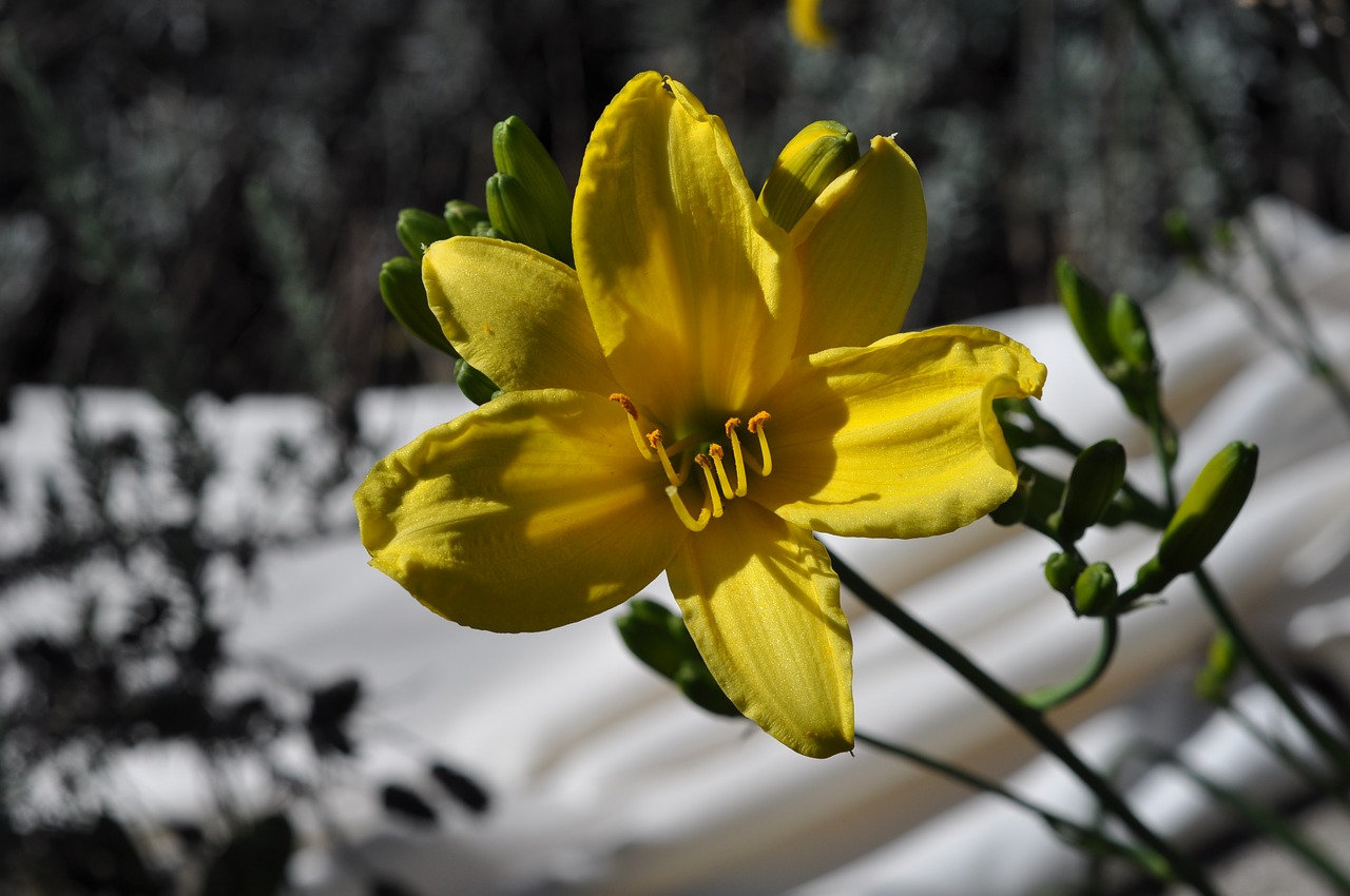 lily  yellow  nature free photo