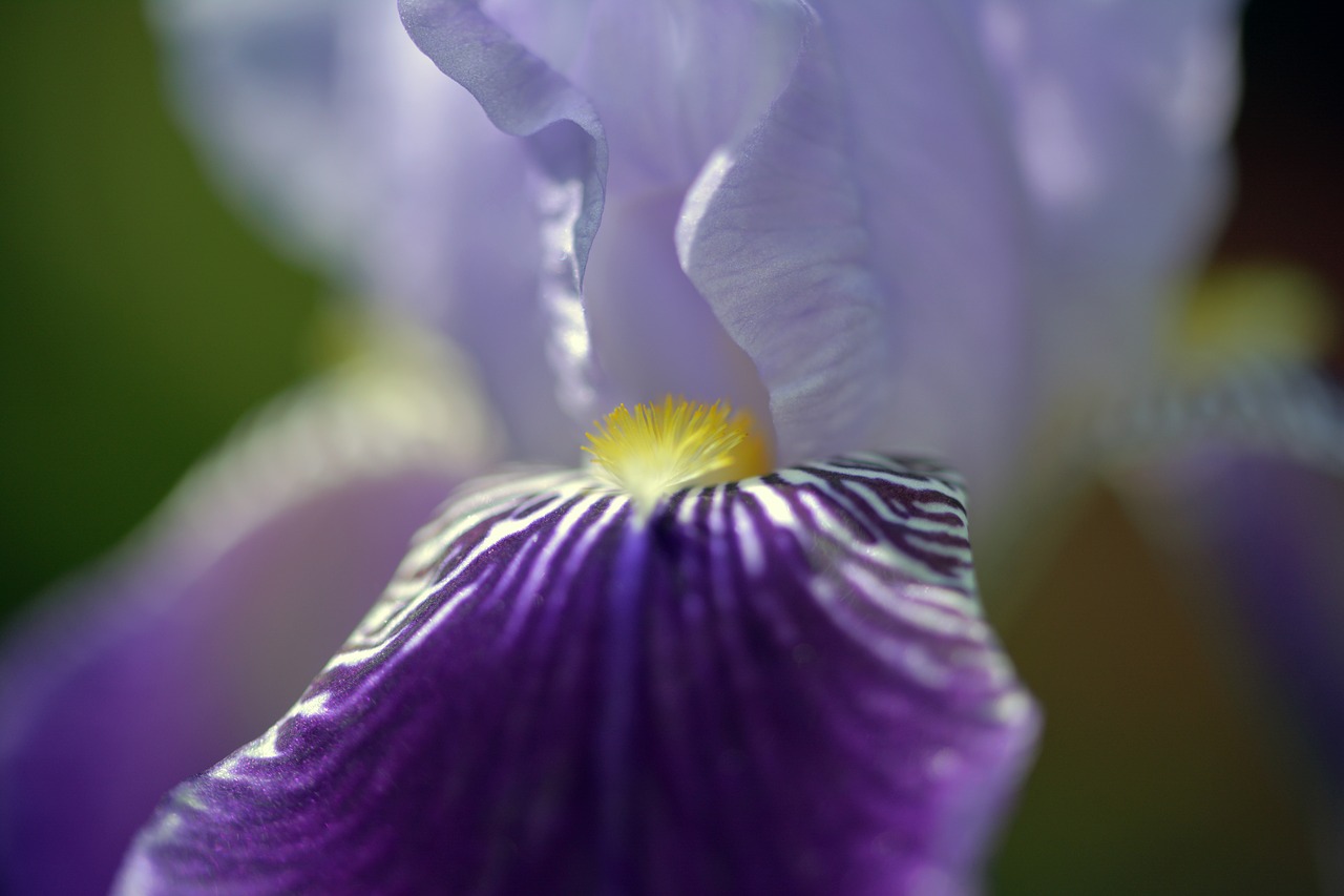 lily  blossom  bloom free photo