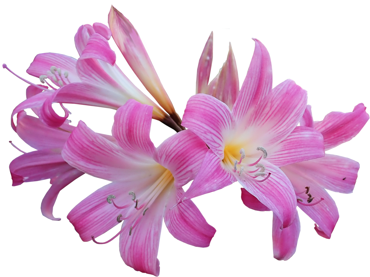 lily  belladonna  easter lily free photo