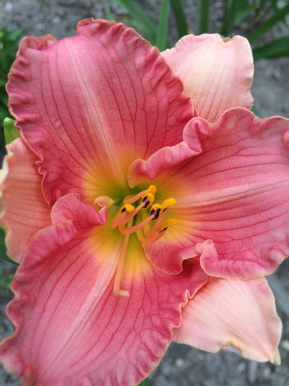 lily flower daylily free photo